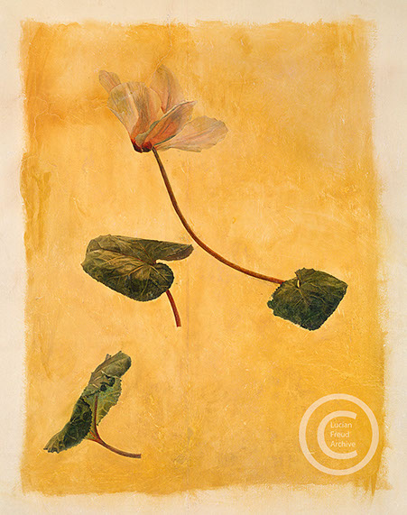 Lucian Freud "Cyclamen" 1955 100cm x 80cm Wall painting