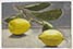 Lucian Freud "Lemon Sprig"  1947  Oil on Board  15.2cm x 23.5cm            