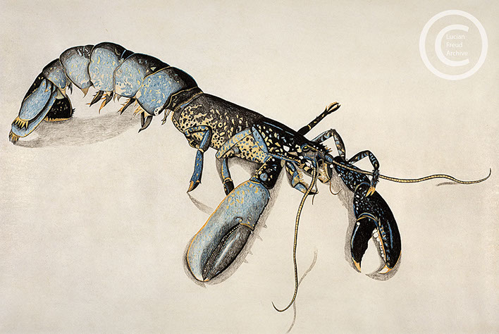 Lucian Freud 'Lobster' c1944 Conte and Crayon on Paper 65cmx83cm