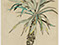 Lucian Freud 'Palm Tree' 1942 Pastel, Chalk and Ink on Paper 61.5cmx43.5cm