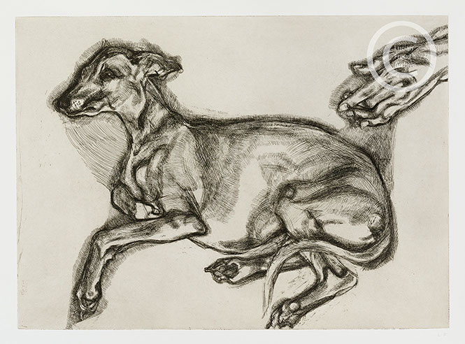Lucian Freud "Pluto aged 12" 2000 Etching (ed of 46) 42.8cmx59.6cm