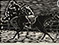 Lucian Freud "Runaway Horse" 1936 Linocut 19.7cmx29.8cm