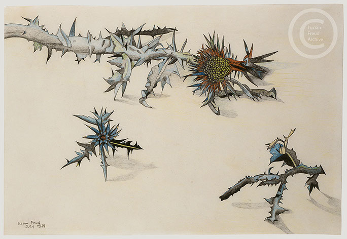 Lucian Freud 'Scotch Thistle' 1944 Conte and Crayon on Paper 22.8cmx33cm