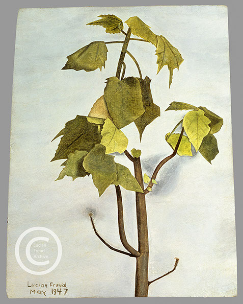 Lucian Freud "Small Zimmerlinde"&nbsp; 1947&nbsp; Oil on Panel&nbsp; 21.6cm x 17.1cm